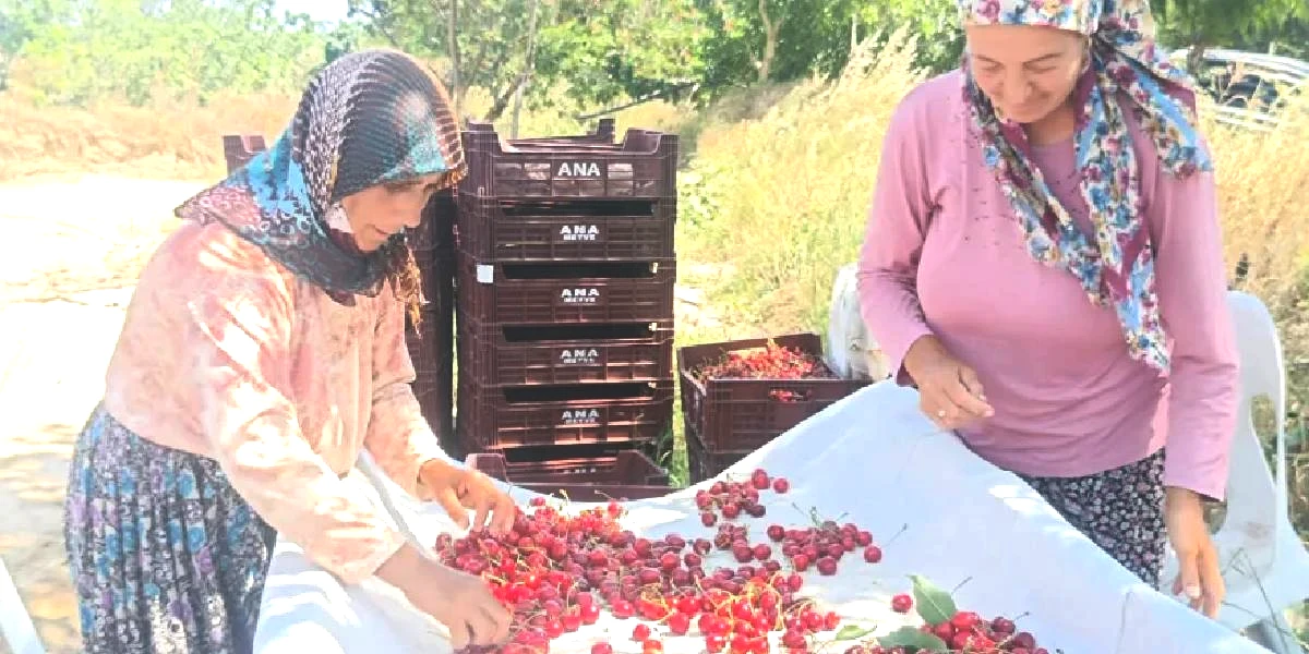 edirnede-ceribasi-kirazi-hasadi-basladi-3.jpg