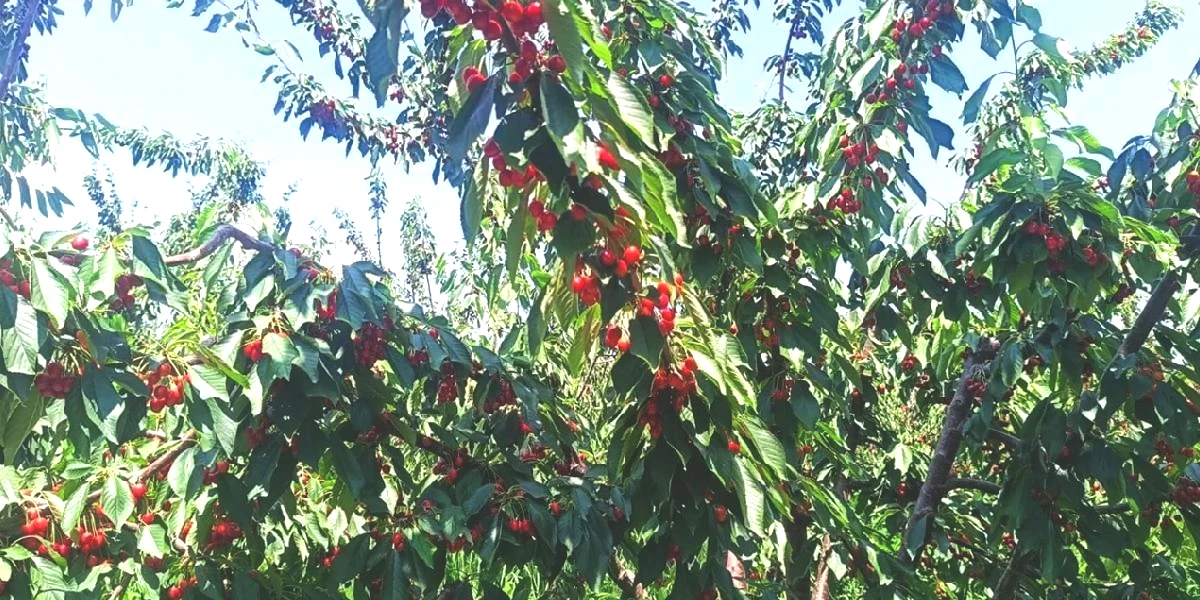 edirnede-ceribasi-kirazi-hasadi-basladi-2.jpg