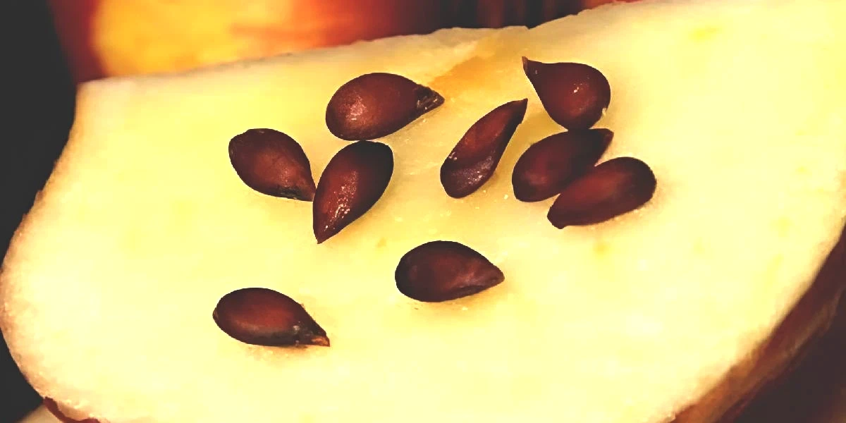 cekirdeginde-siyanur-olan-meyveler-2.jpg