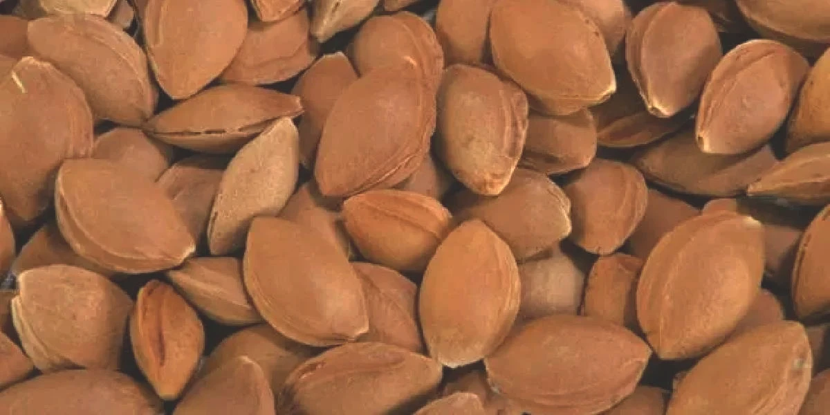 cekirdeginde-siyanur-olan-meyveler-1.jpg